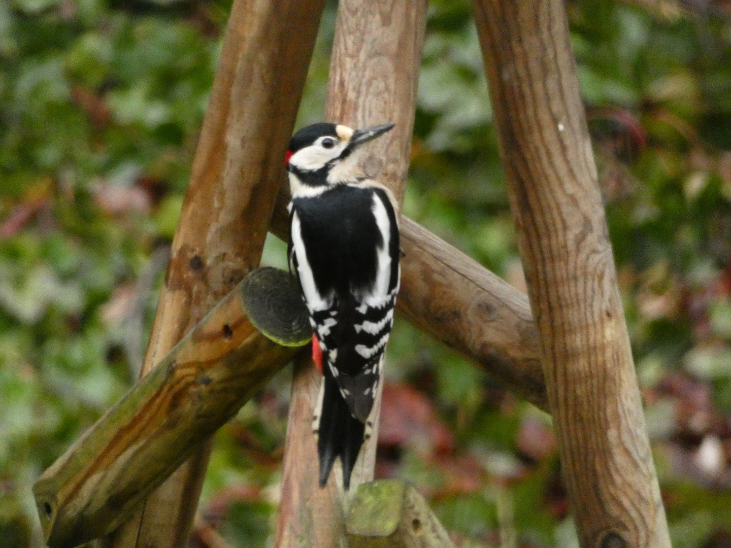 Buntspecht in meinem Garten