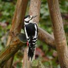 Buntspecht in meinem Garten