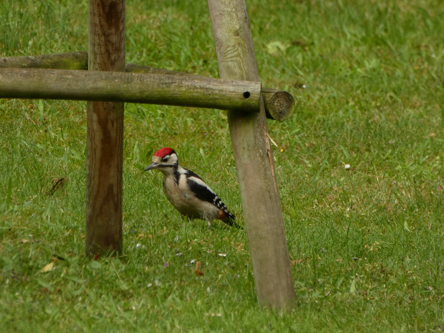 Buntspecht in meinem Garten