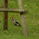 Buntspecht in meinem Garten