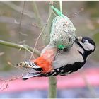 Buntspecht in meinem Garten