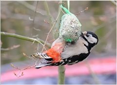 Buntspecht in meinem Garten