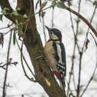 Buntspecht in Nachbars Garten