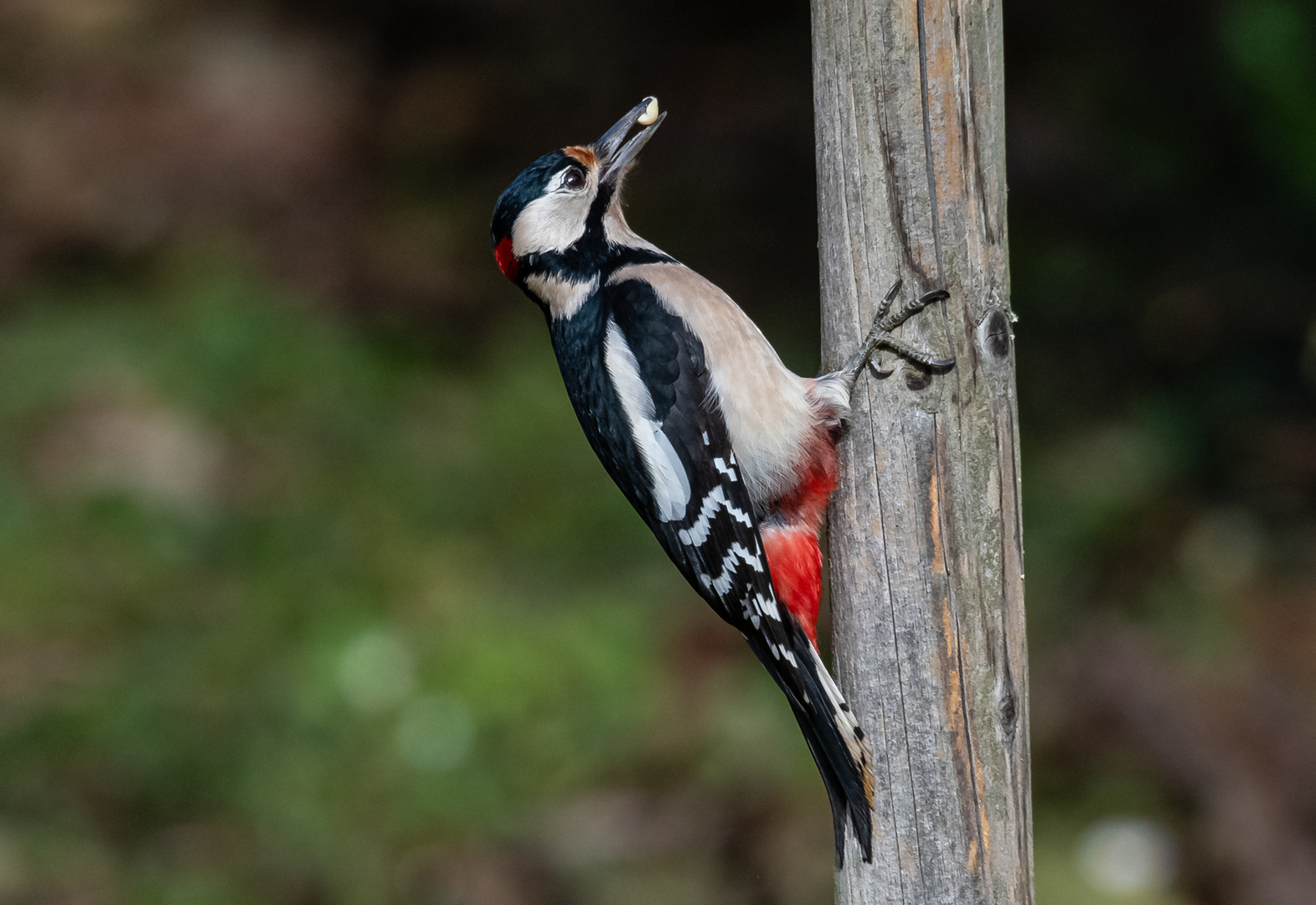 Buntspecht in unserem Garten.