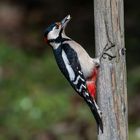 Buntspecht in unserem Garten.