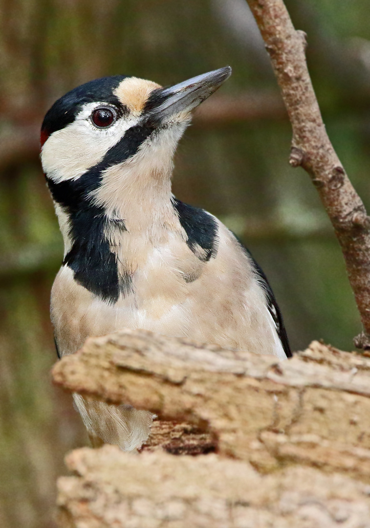 BUNTSPECHT  (ISO 6400)