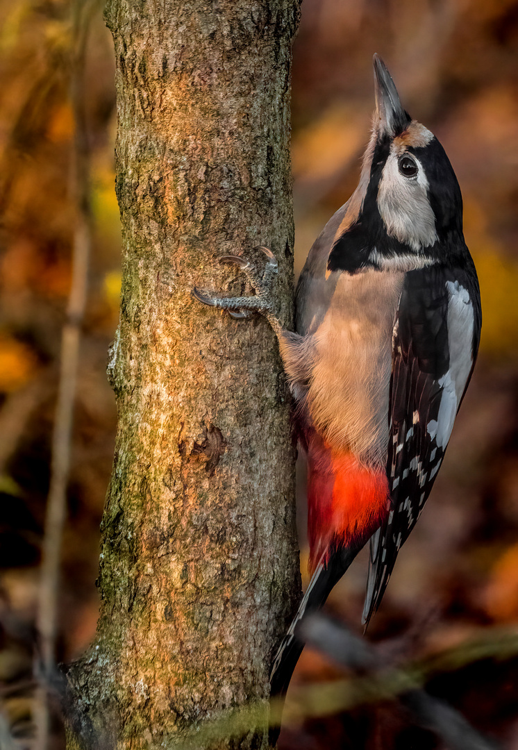 "BUNTSPECHT"  (ISO 6400)