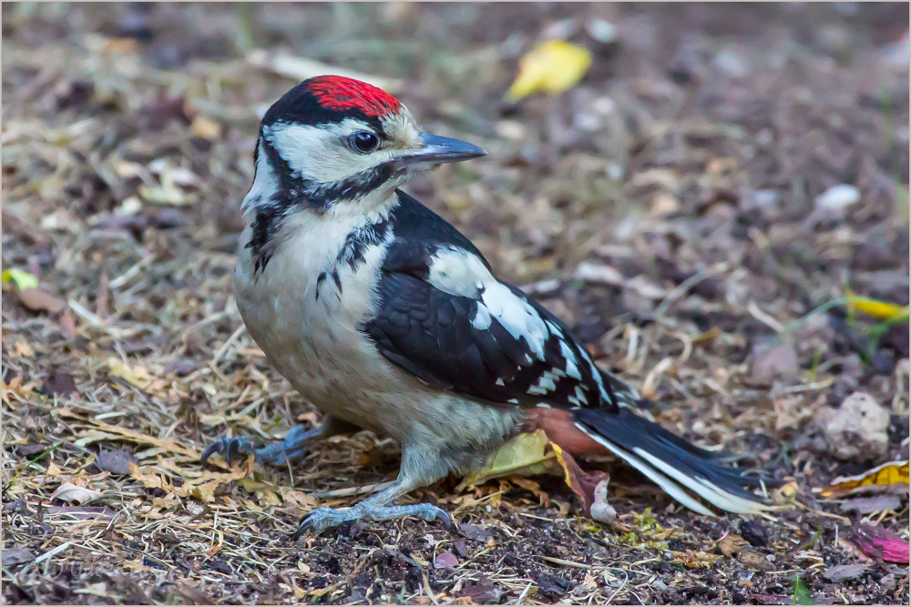 Buntspecht Junges (Dendrocopos major) 