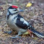 Buntspecht Junges (Dendrocopos major) 