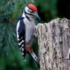 Buntspecht Jungvogel