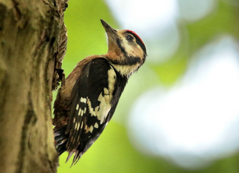 BUNTSPECHT - JUNGVOGEL