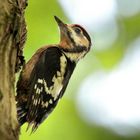 BUNTSPECHT - JUNGVOGEL