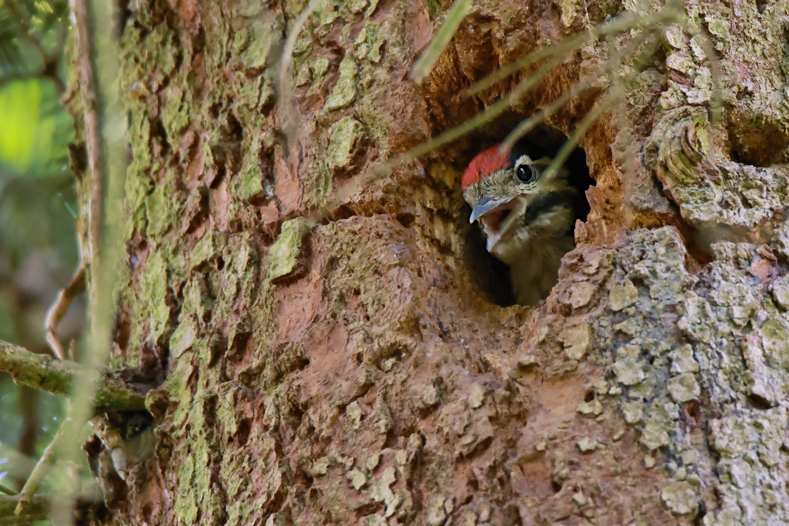 Buntspecht Jungvogel