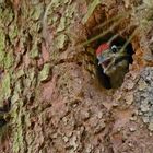 Buntspecht Jungvogel