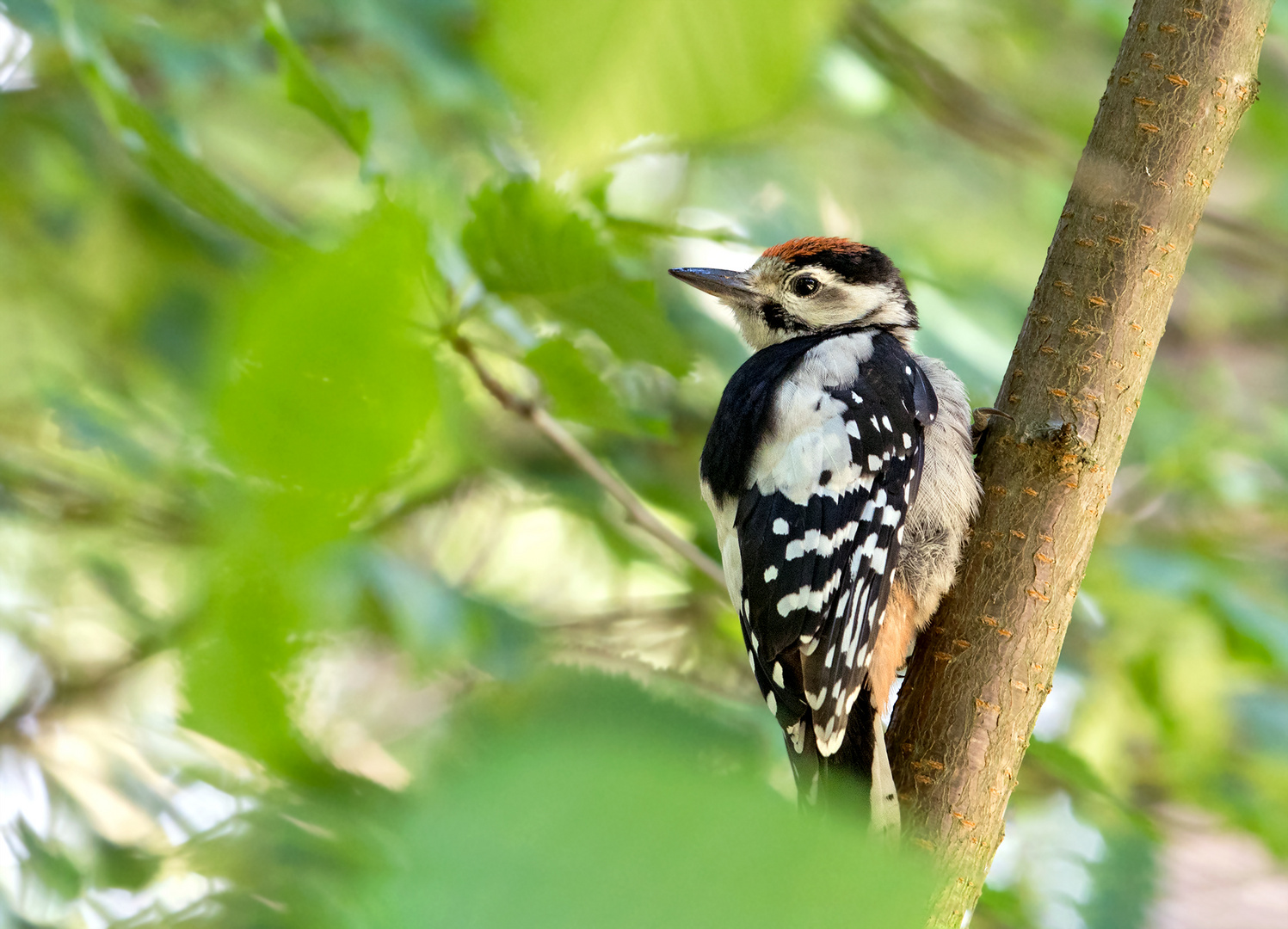 Buntspecht - Jungvogel