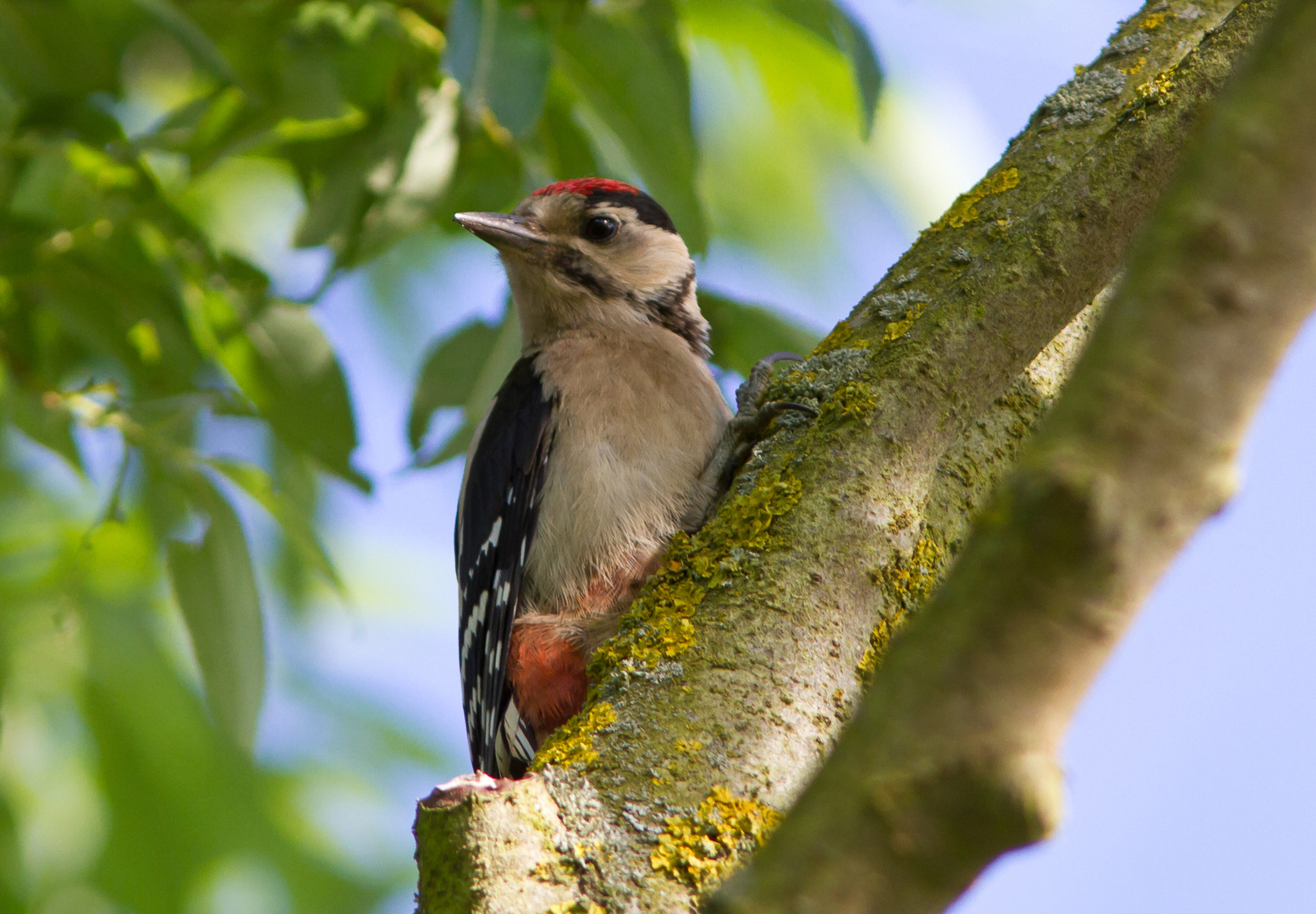 Buntspecht Jungvogel