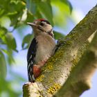 Buntspecht Jungvogel