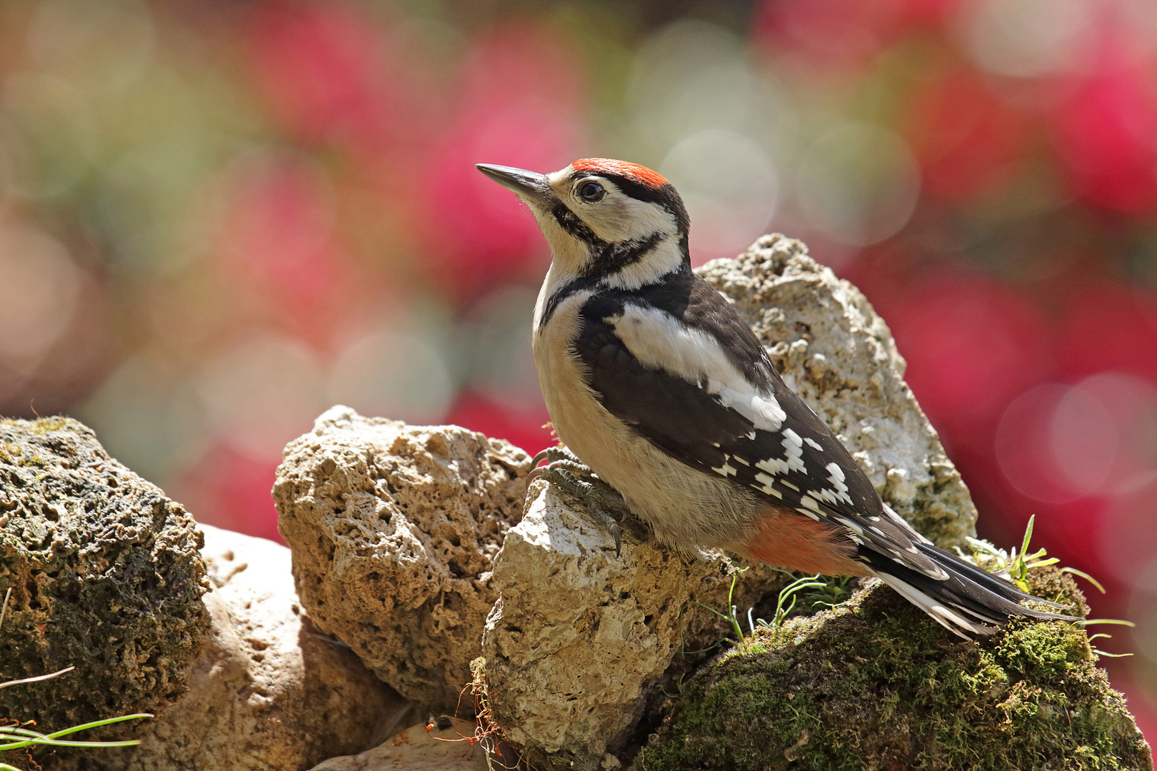 Buntspecht Jungvogel