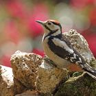 Buntspecht Jungvogel