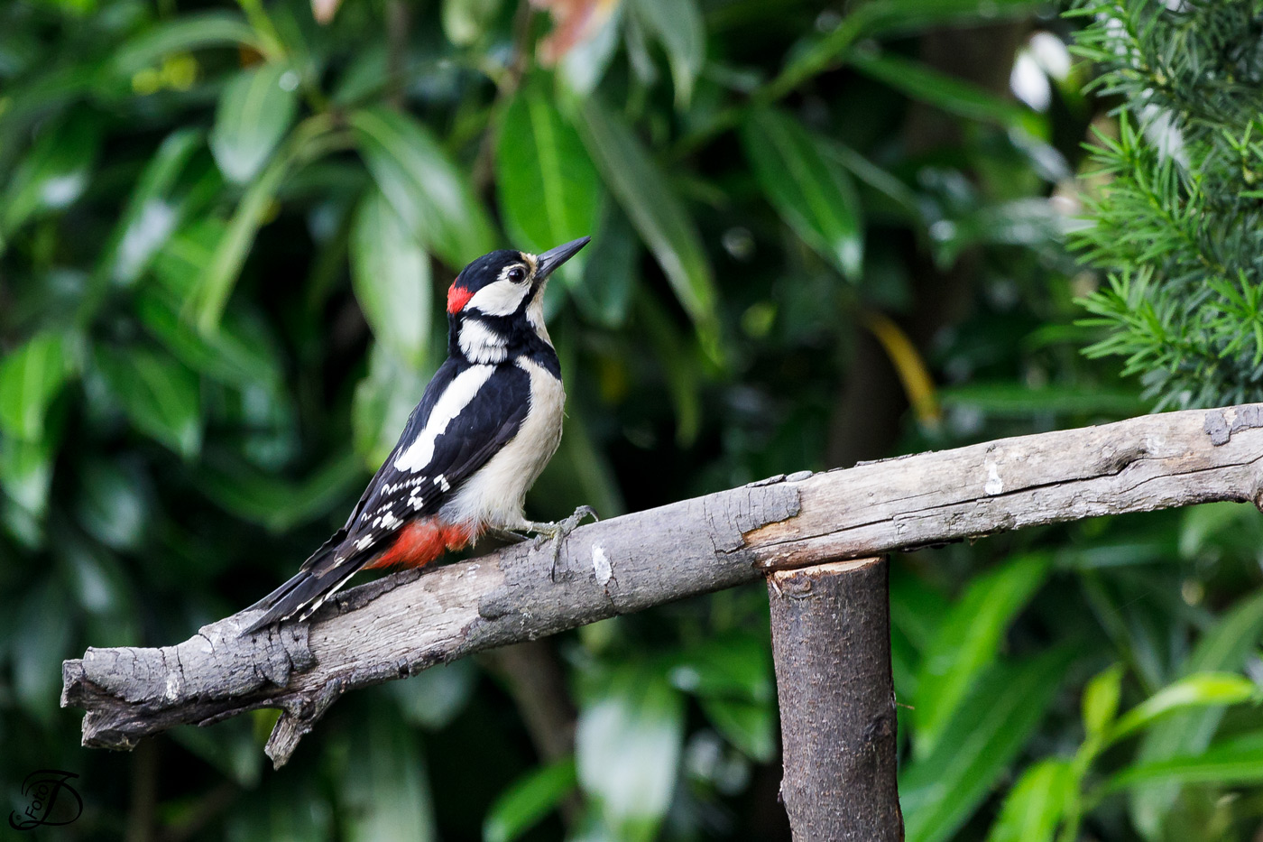 Buntspecht Jungvogel