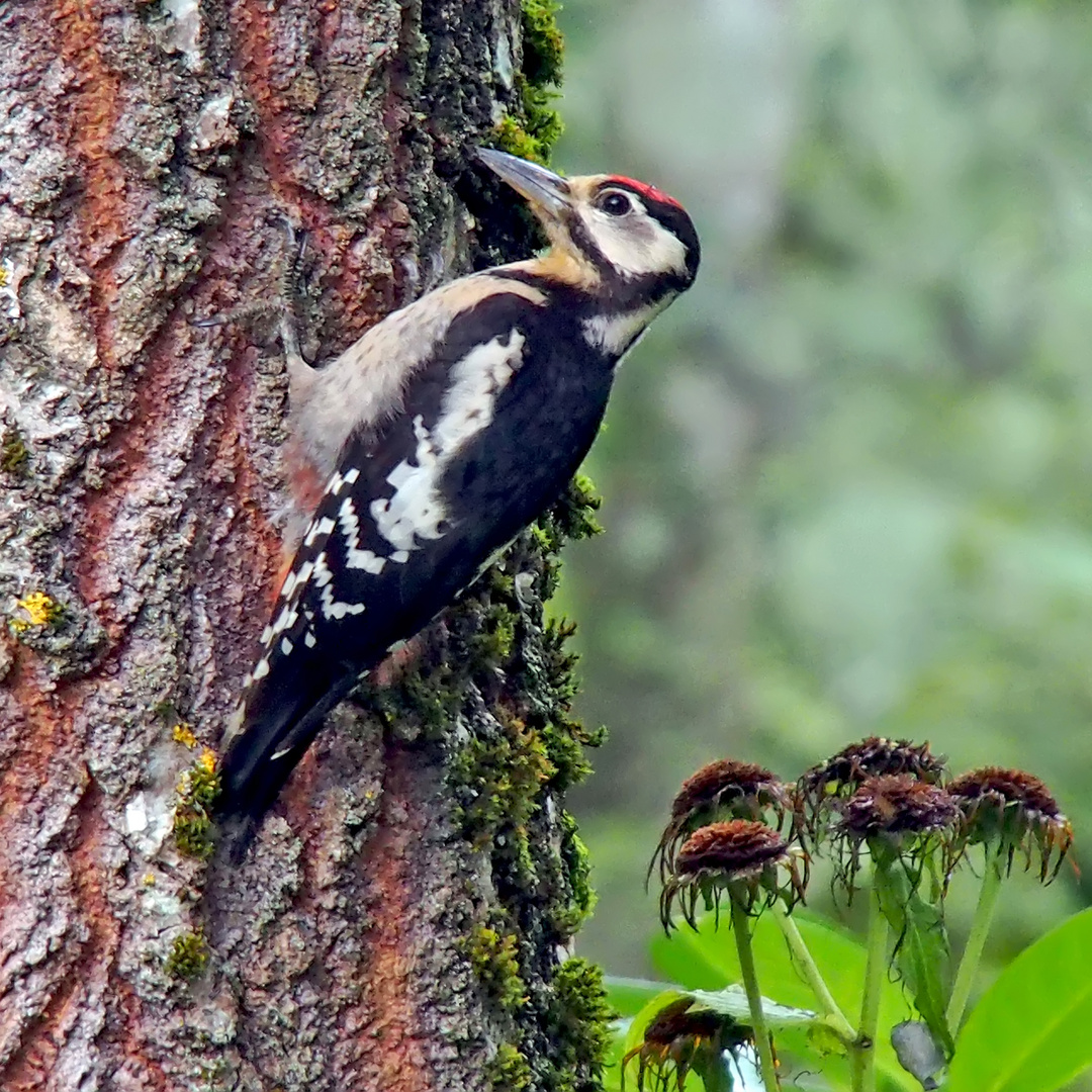 Buntspecht, Jungvogel (Dendrocopos major) - Le pic épeiche.