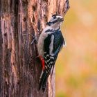 Buntspecht legt Wintervorrat an.