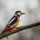 Buntspecht-Mädchen genießt den Sonnenuntergang