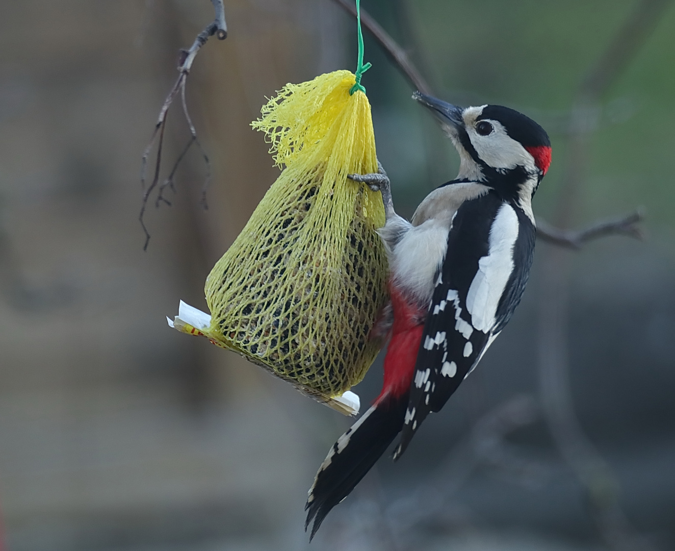 Buntspecht Männchen