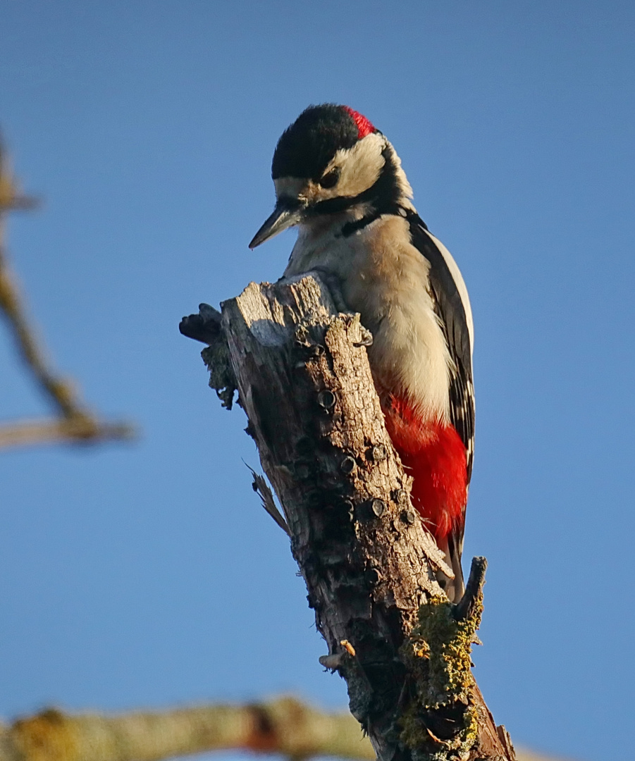 Buntspecht Männchen