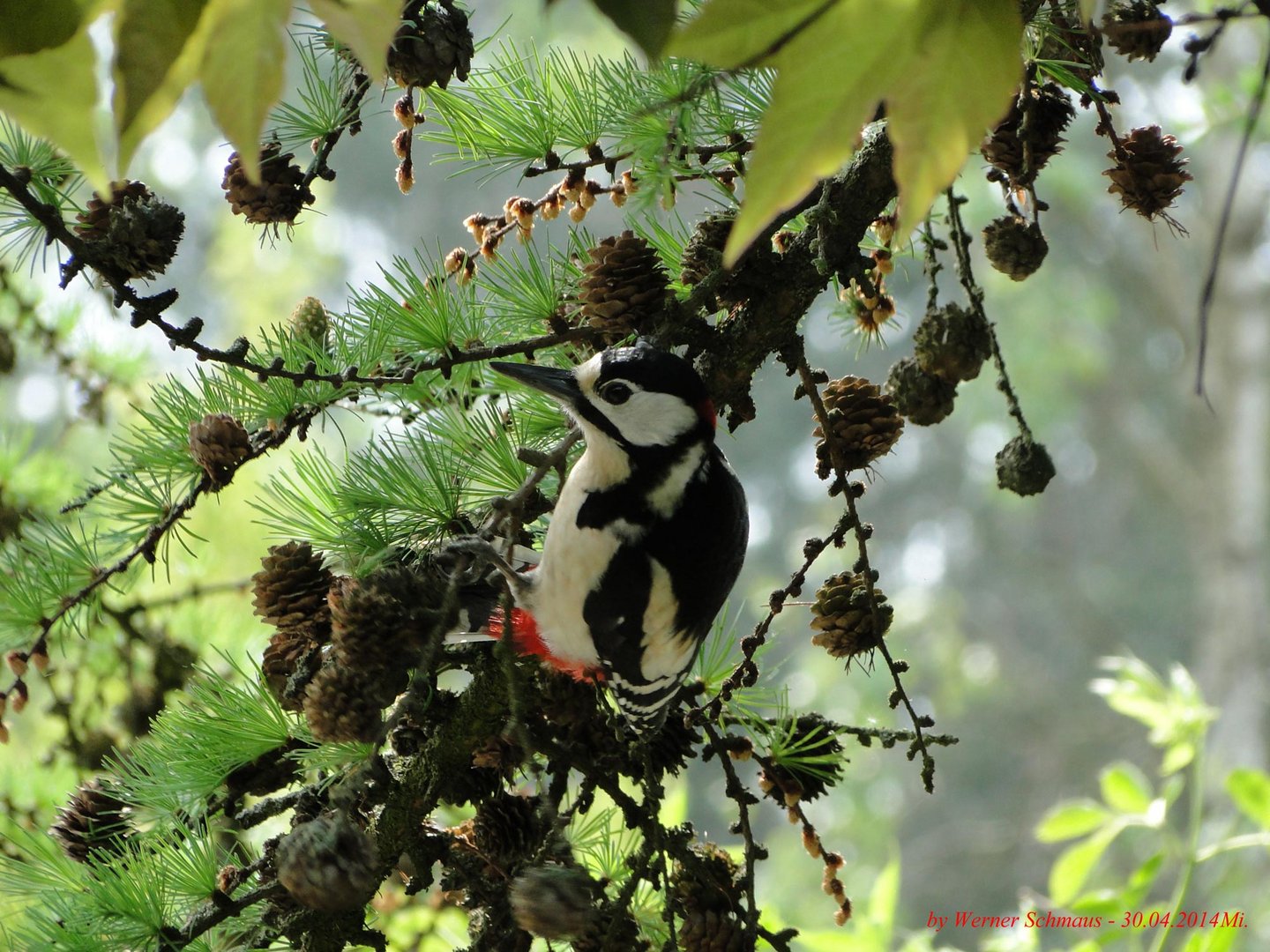 Buntspecht männchen