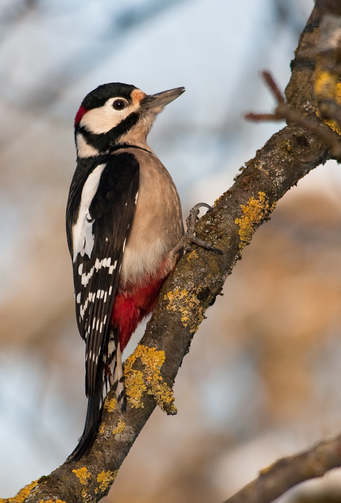 Buntspecht-Männchen (Dendrocopos major)