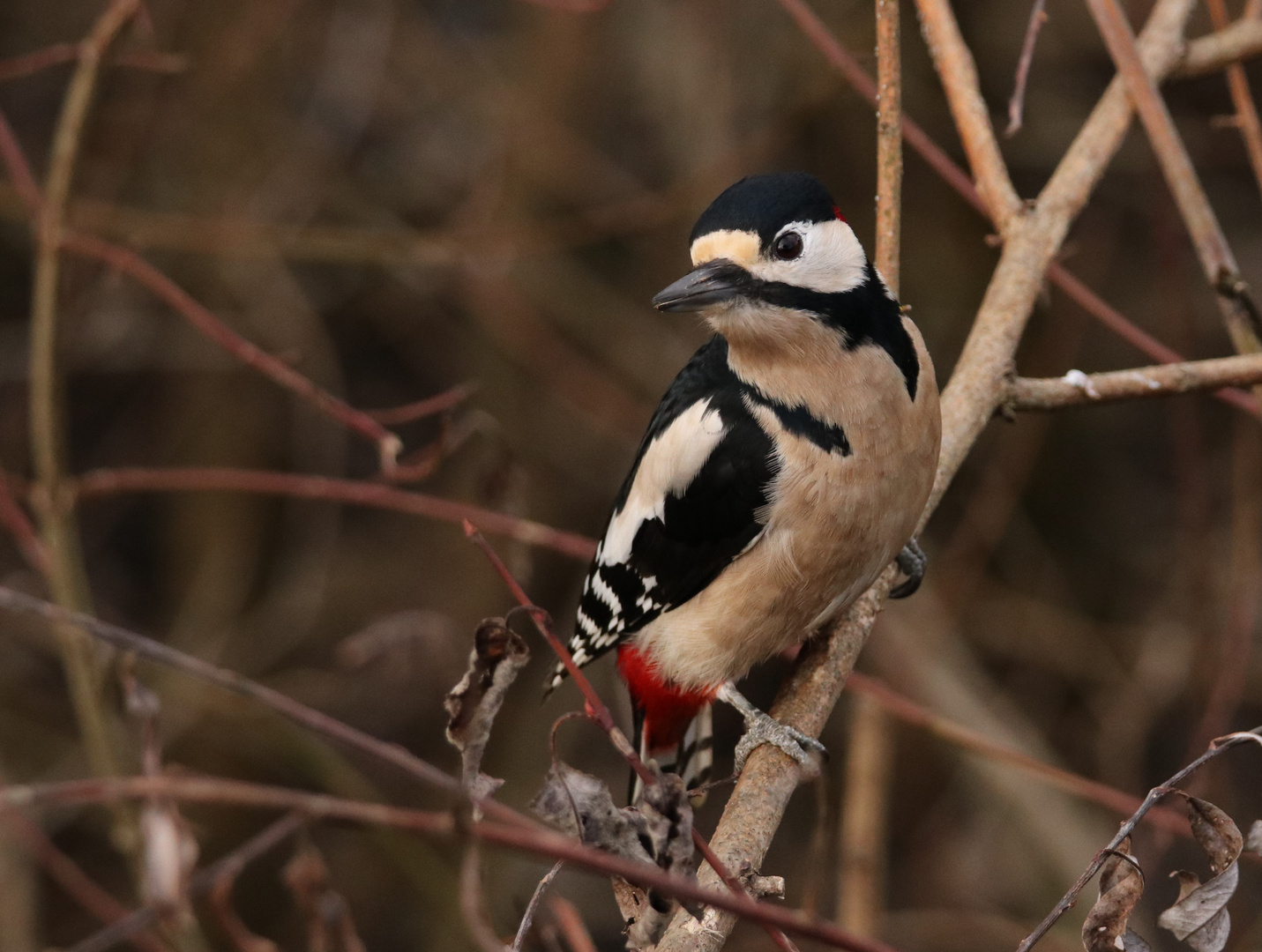 Buntspecht Männchen