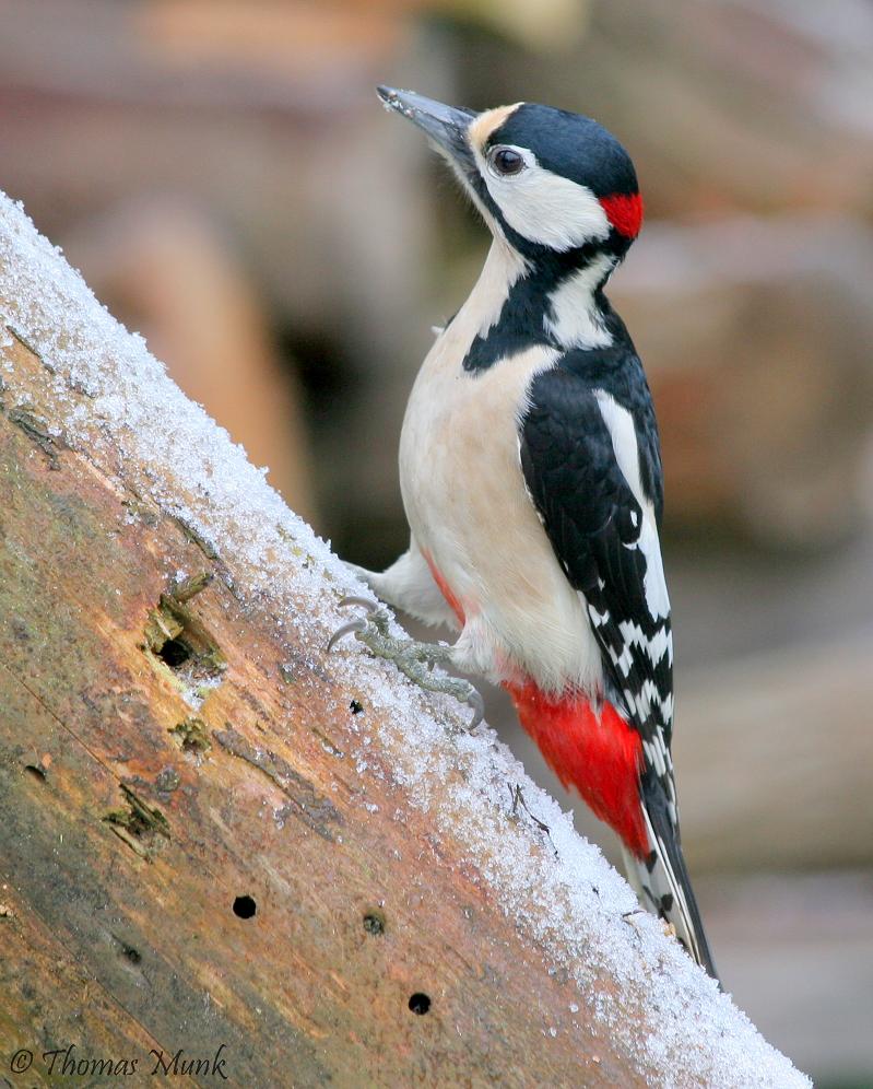 Buntspecht Männchen im Winter