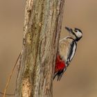 Buntspecht Männchen mit ausgestreckter Zunge