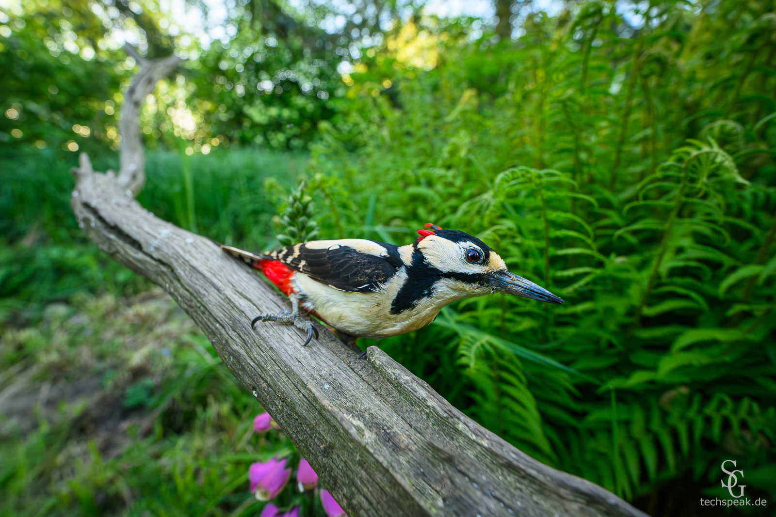 Buntspecht Männchen mit Weitwinkel