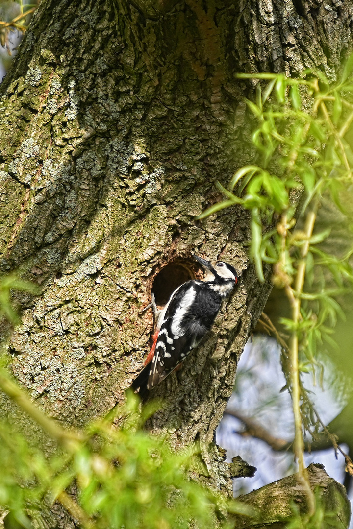 Buntspecht männl. (Dendrocopos major) zimmert eine Höhle an Trauerweide (Hochformat aus Querformat)