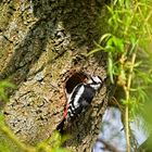 Buntspecht männl. (Dendrocopos major) zimmert eine Höhle an Trauerweide (Hochformat aus Querformat)