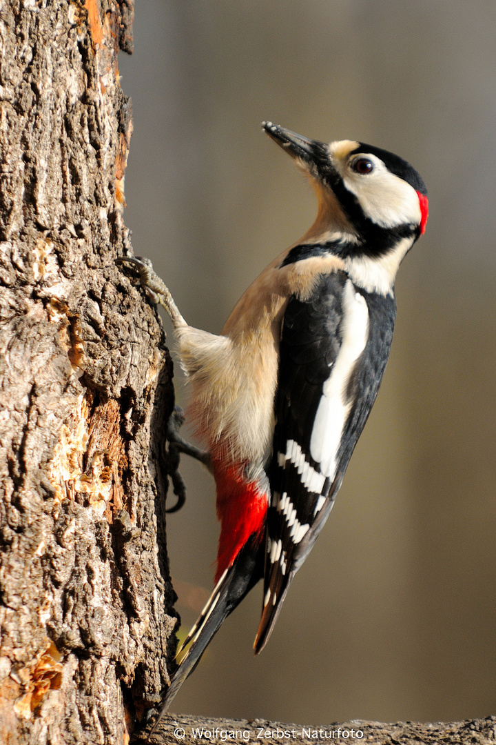 --- Buntspecht männlich ---  ( Dendrocopos major )