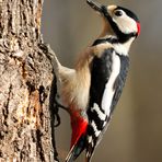 --- Buntspecht männlich ---  ( Dendrocopos major )