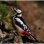 --- Buntspecht männlich --- ( Dendrocopos major )