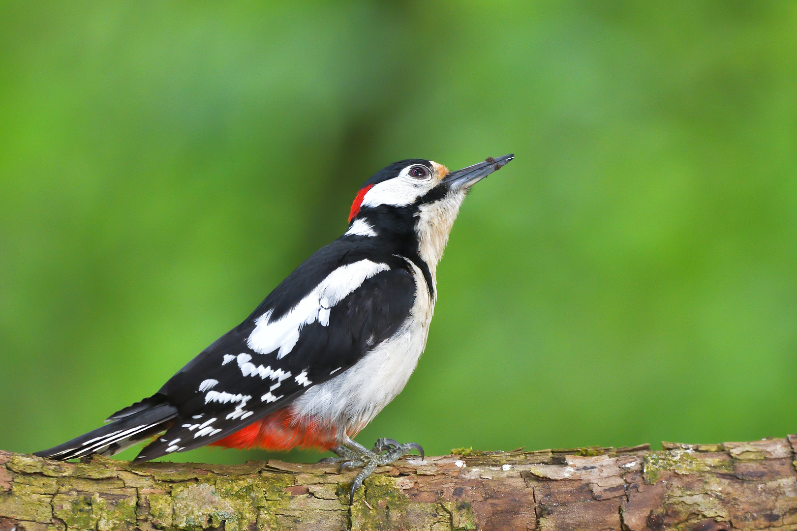 Buntspecht männlich (Dendrocopos major, Syn.: Picoides major)