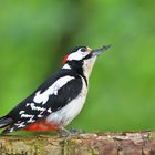 Buntspecht männlich (Dendrocopos major, Syn.: Picoides major)