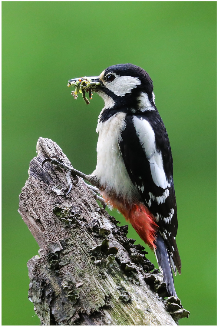 Buntspecht mit fetter Beute