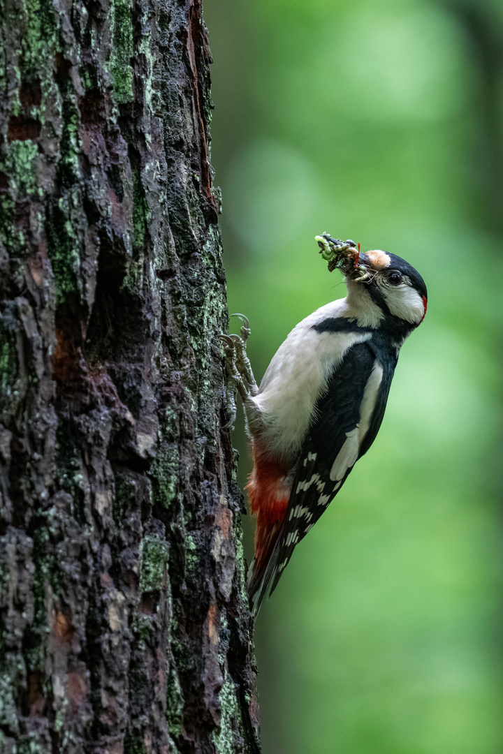 Buntspecht mit Futter am Nestloch