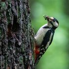 Buntspecht mit Futter am Nestloch