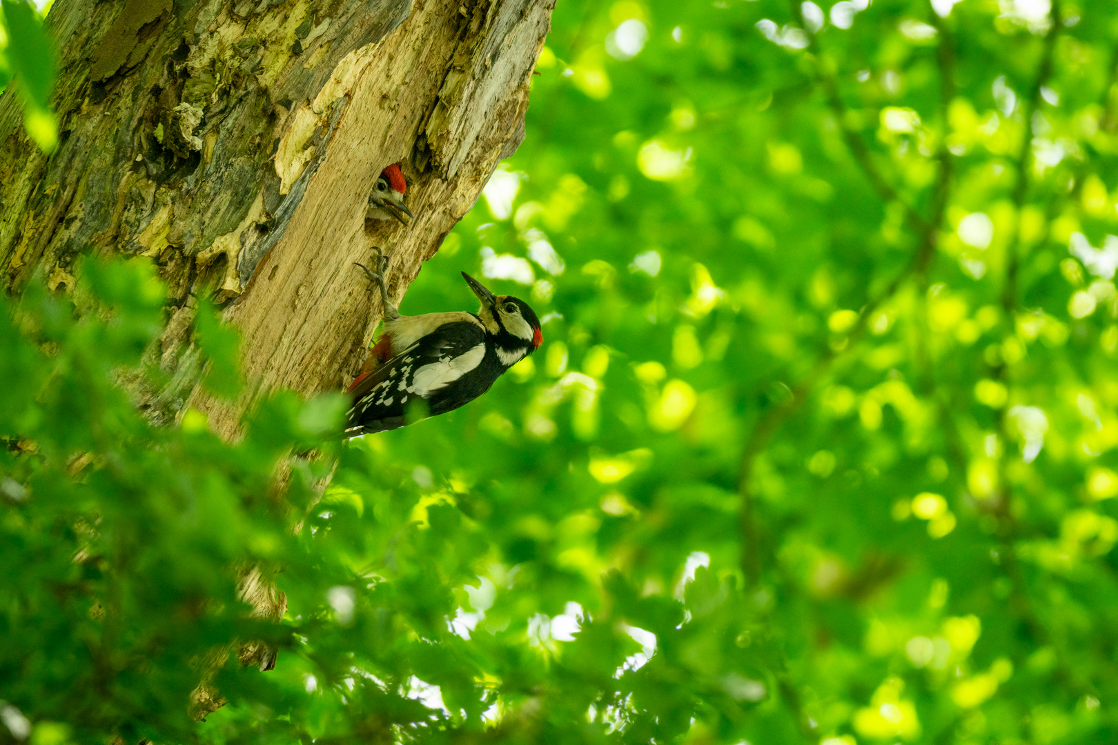 Buntspecht mit Jungvogel