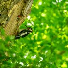 Buntspecht mit Jungvogel