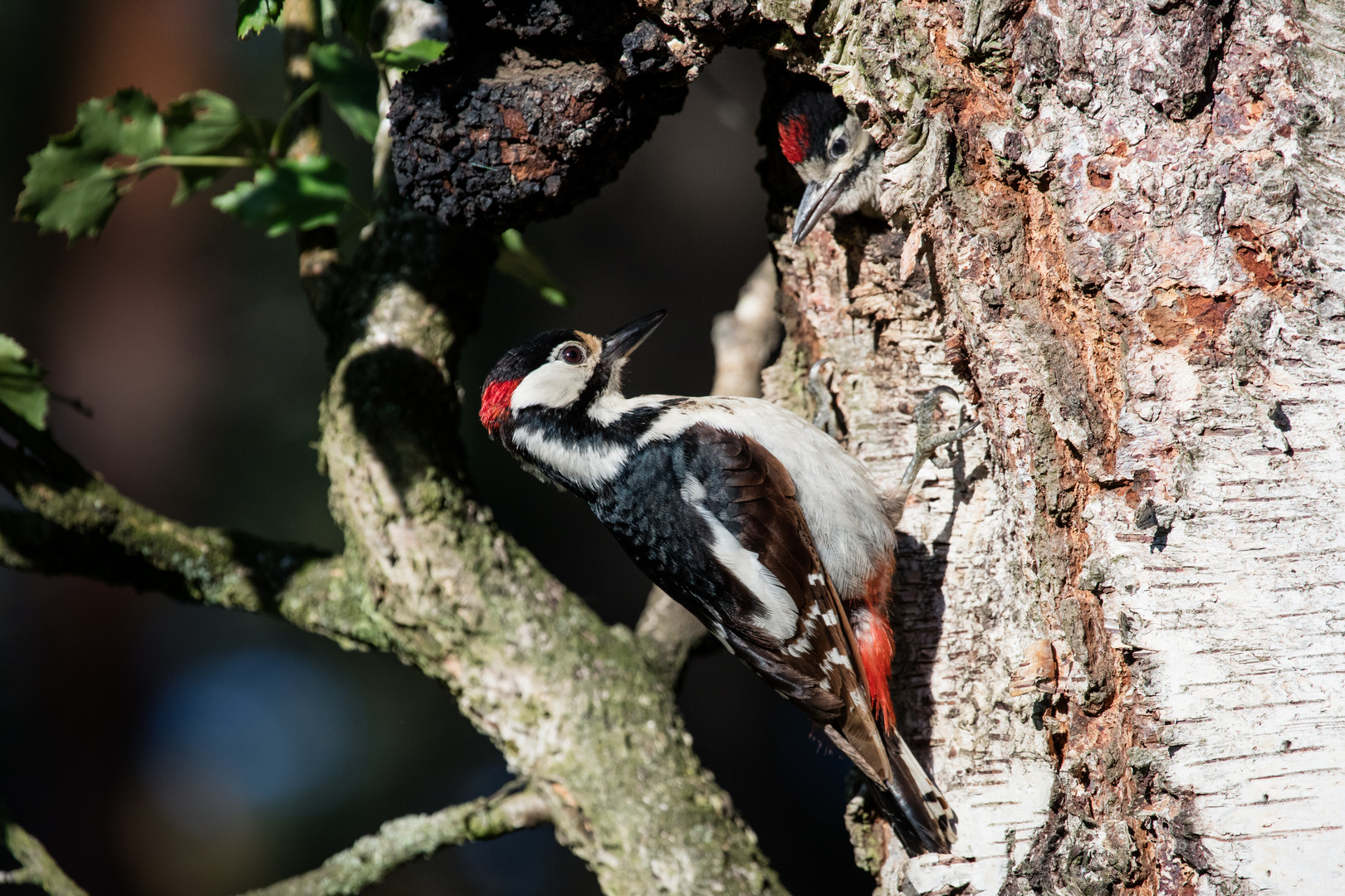 Buntspecht mit Jungvogel