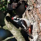 Buntspecht mit Jungvogel