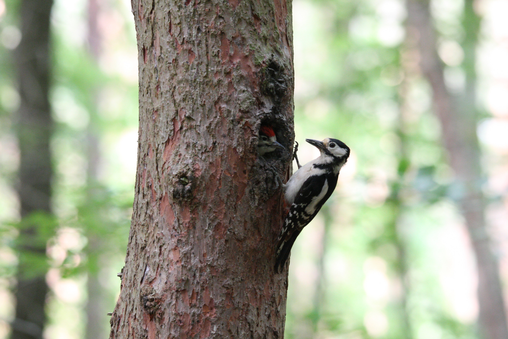 Buntspecht mit Jungvogel